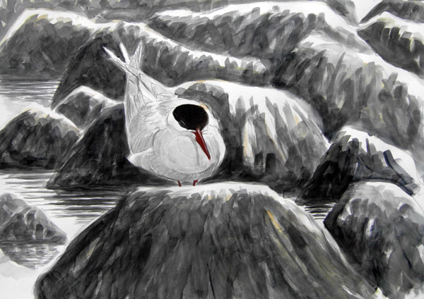 Arctic Tern,  Culswick