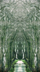 Enchanted Walk