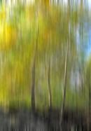 Abstract - Trees, France