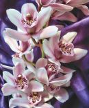 Orchids In Detail