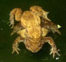 Common Toads