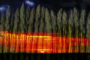 Asparagus Sunset
