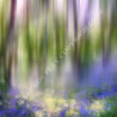 Bluebell Dream