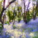 Bluebell Wood. 