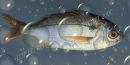 Bubble Fish