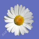 Daisy Daisy