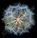Dandelion clock 1