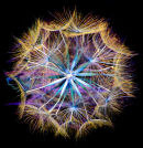 Dandelion 3
