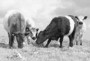 Belted Galloways