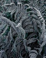 Winter fern
