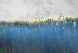 Fields Of Blue