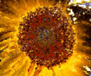 Starburst Sunflower