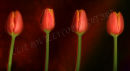 Four Tulips