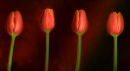 Four Tulips