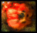 Glowing Poppy