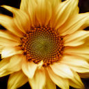 Golden Sunflower