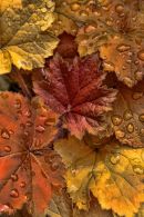 Golden Leaves