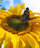 Sunflower and Butterfly 1