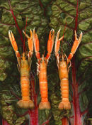Hands Up Langoustines!