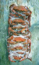 Crab Sticks #2