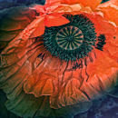 Poppy