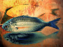 Orange Fish