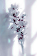 White Orchids
