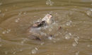 Otter Bubbles