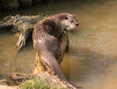 British Otter