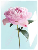 Pink Peony