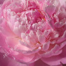 Pink Peony Petals