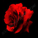 Red Rose of Love