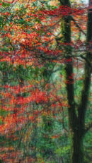 Tree Dream In Red