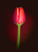 Single Tulip