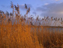 Evening Reeds