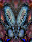 Teasle Two