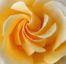 Yellow Rose