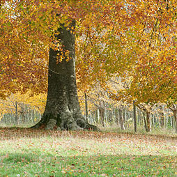 An English Autumn