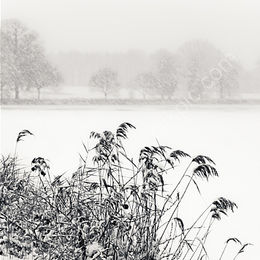 Winter Reeds