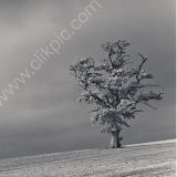 Standing Alone
