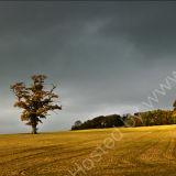 Dorset Light