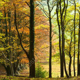 Beyond the Trees