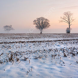 Winter Wonderland