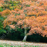 Changing Colours