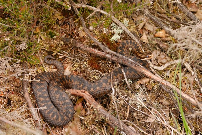 Female Adder
