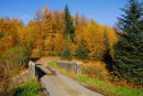 Autumn Larch