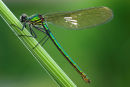 Banded Demoiselle (Female)