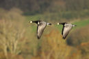 Barnacle Geese in flight