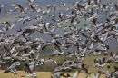 Mass fly by of Barnacle Geese