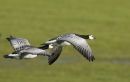 Barnacle Geese 